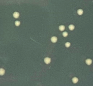 E. coli HT115(DE3) competent cell – Xiaomo Biotech Limited